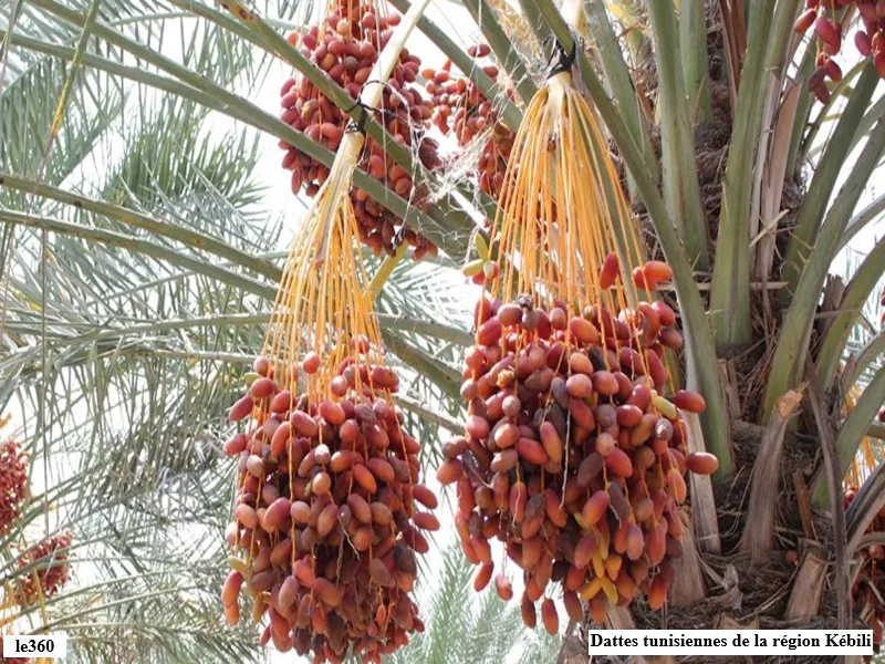 Dattes tunisiennes : le Maroc reste premier marché